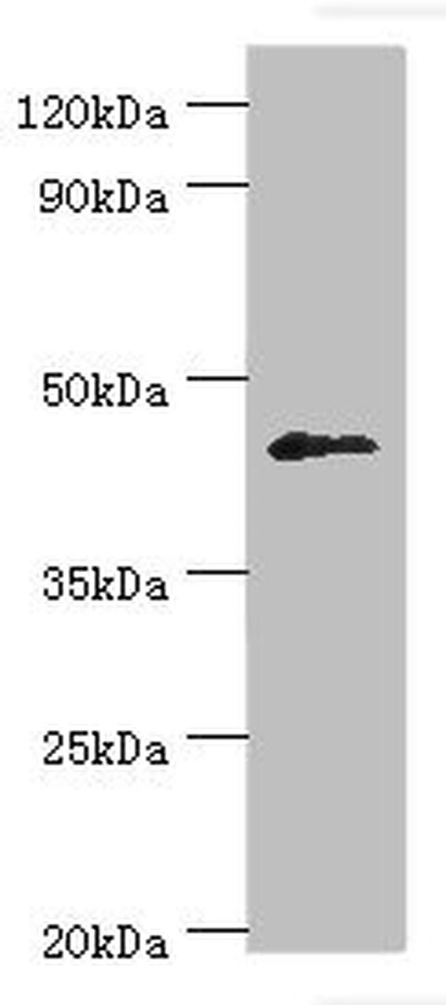 DUSP7 Antibody in Western Blot (WB)