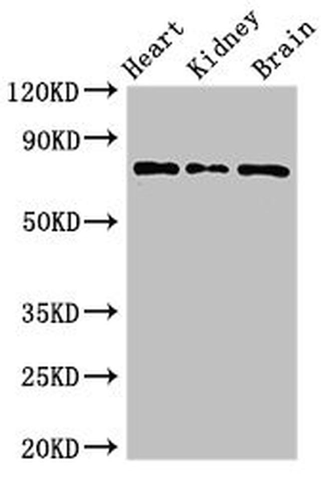 OVGP1 Antibody in Western Blot (WB)