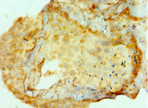 AMHR2 Antibody in Immunohistochemistry (Paraffin) (IHC (P))