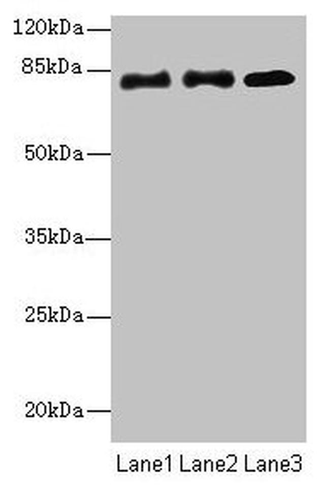 CPEB4 Antibody in Western Blot (WB)