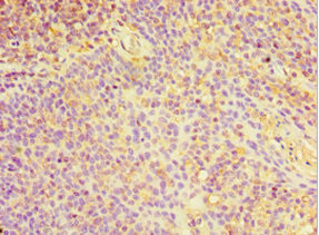 CHI3L2 Antibody in Immunohistochemistry (Paraffin) (IHC (P))