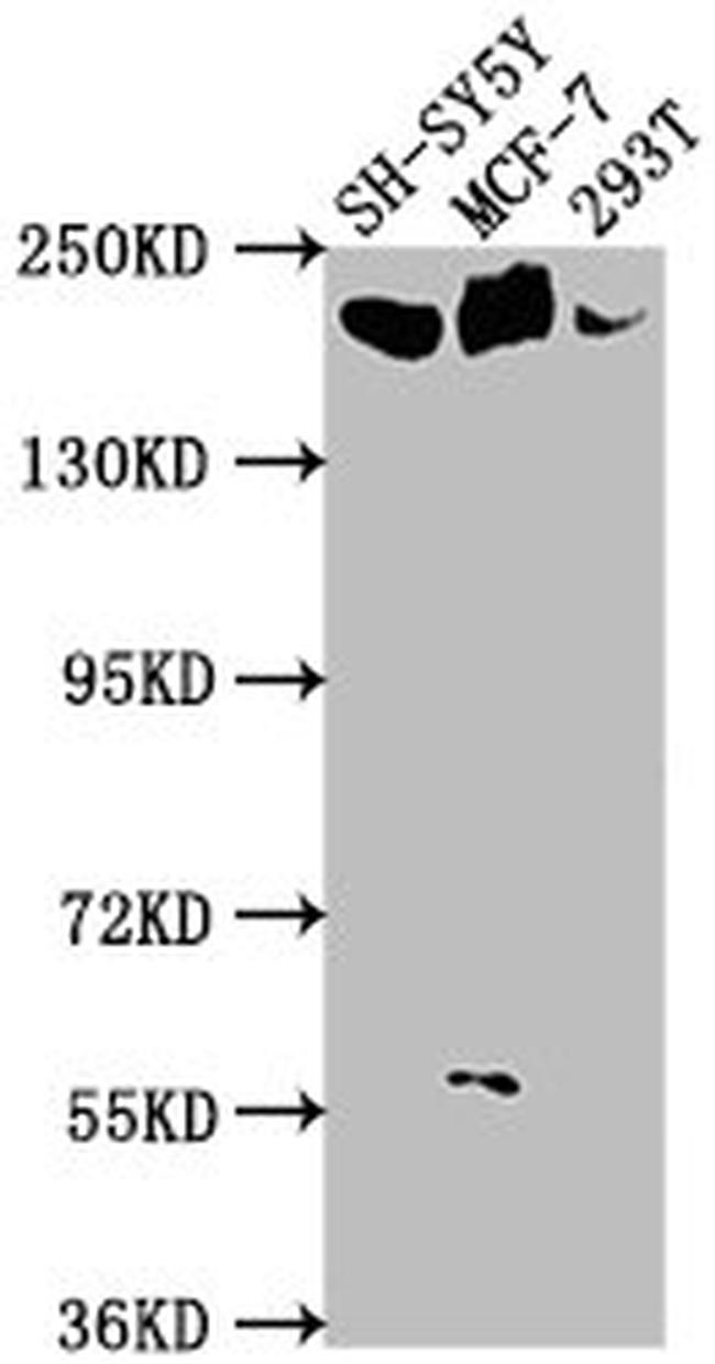 Laminin alpha-4 Antibody in Western Blot (WB)