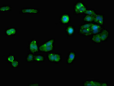 RGN Antibody in Immunocytochemistry (ICC/IF)