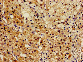 RGN Antibody in Immunohistochemistry (Paraffin) (IHC (P))