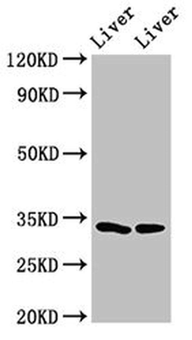 RGN Antibody in Western Blot (WB)