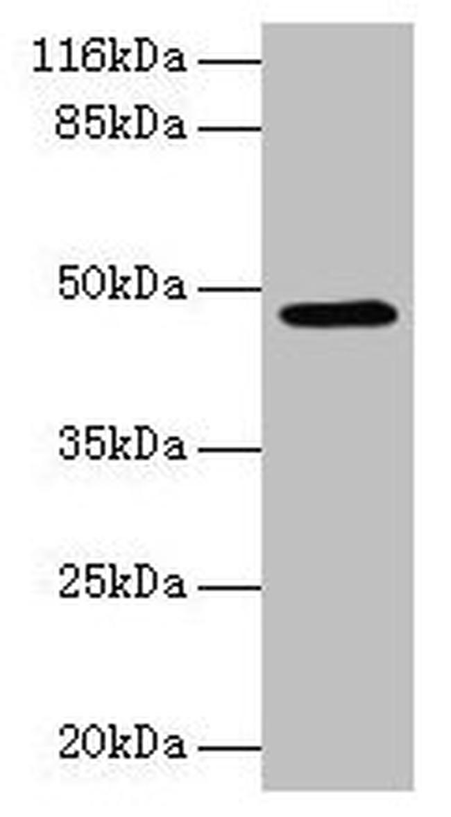 E2F2 Antibody in Western Blot (WB)