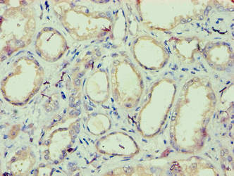 IZUMO4 Antibody in Immunohistochemistry (Paraffin) (IHC (P))