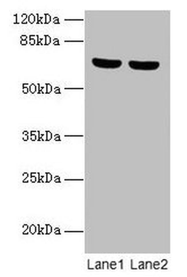 SYTL3 Antibody in Western Blot (WB)