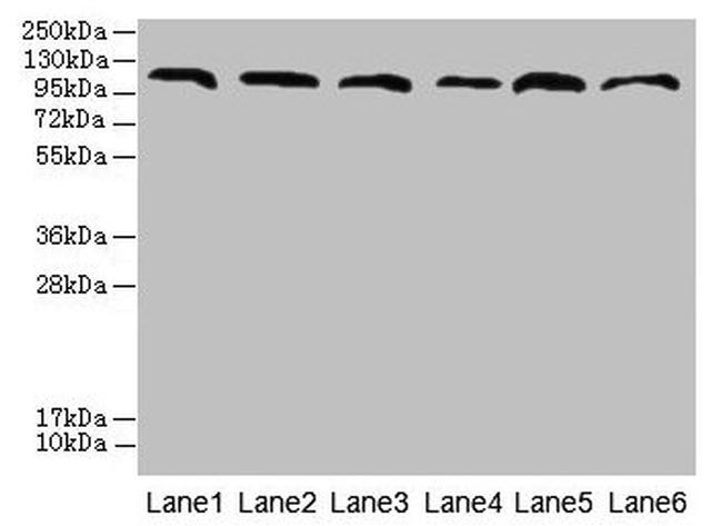 C1orf101 Antibody in Western Blot (WB)