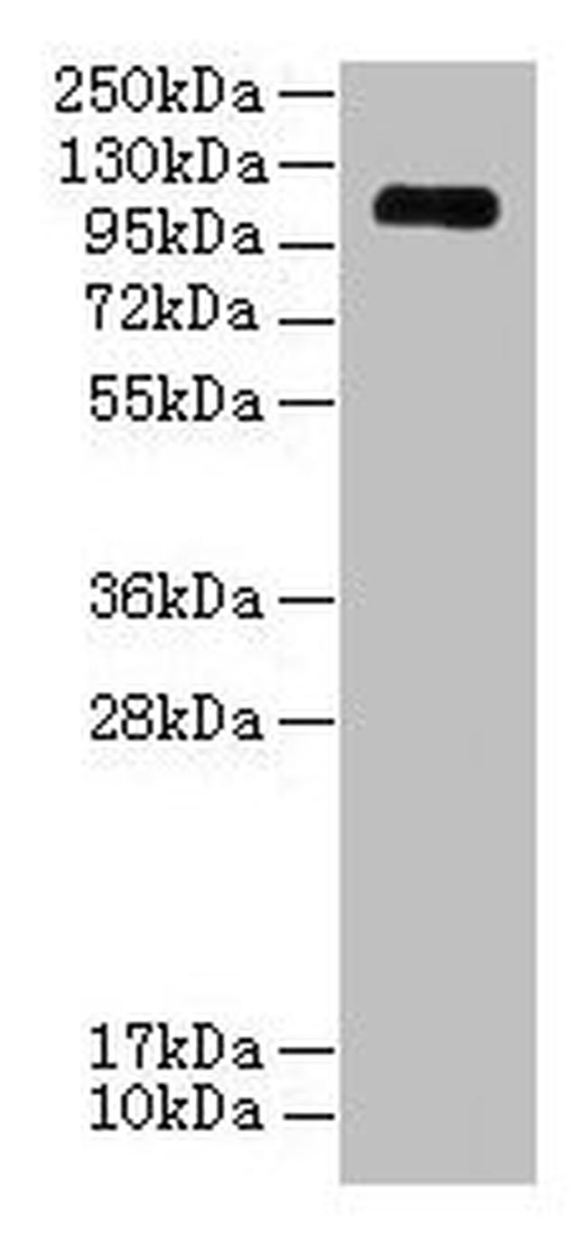 EGFLAM Antibody in Western Blot (WB)