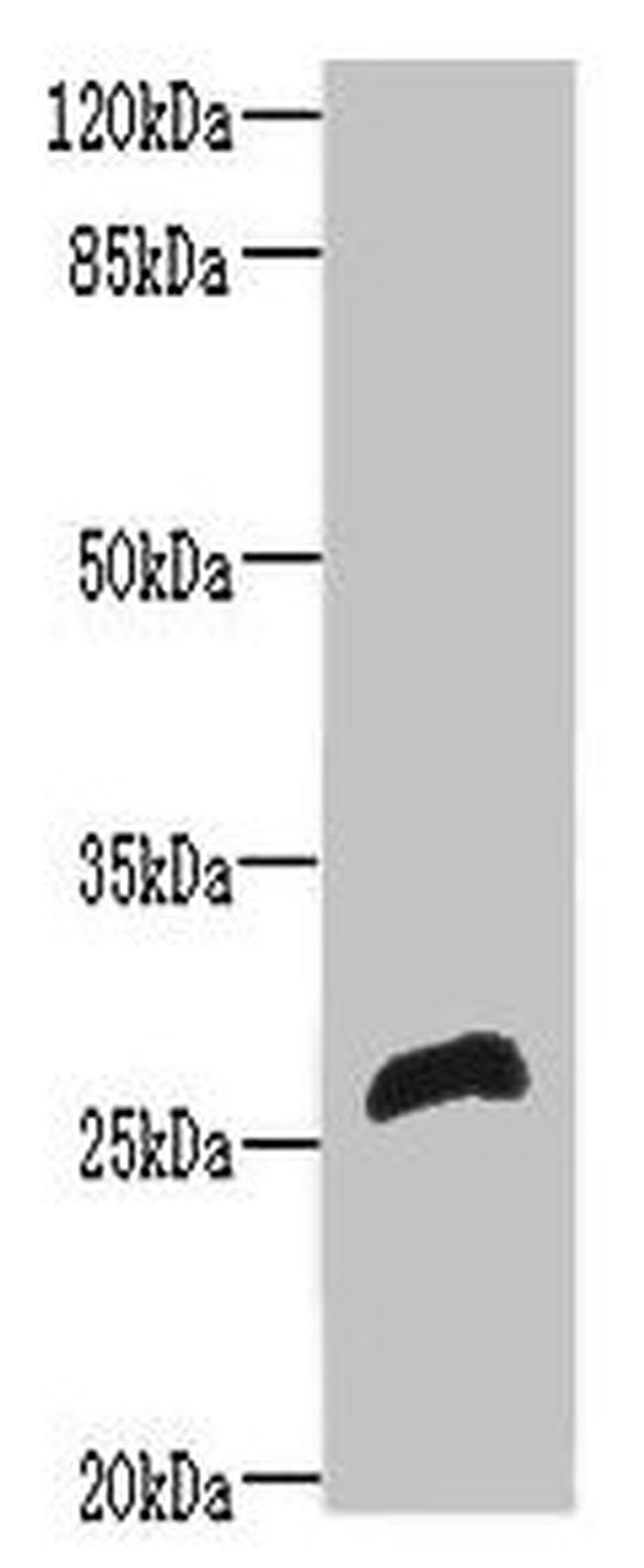 RTP2 Antibody in Western Blot (WB)