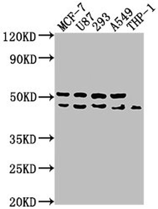 WDR73 Antibody in Western Blot (WB)