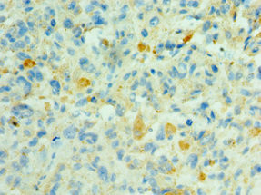 SHC4 Antibody in Immunohistochemistry (Paraffin) (IHC (P))