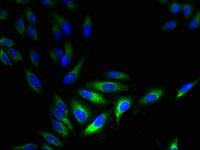 HTR3D Antibody in Immunocytochemistry (ICC/IF)