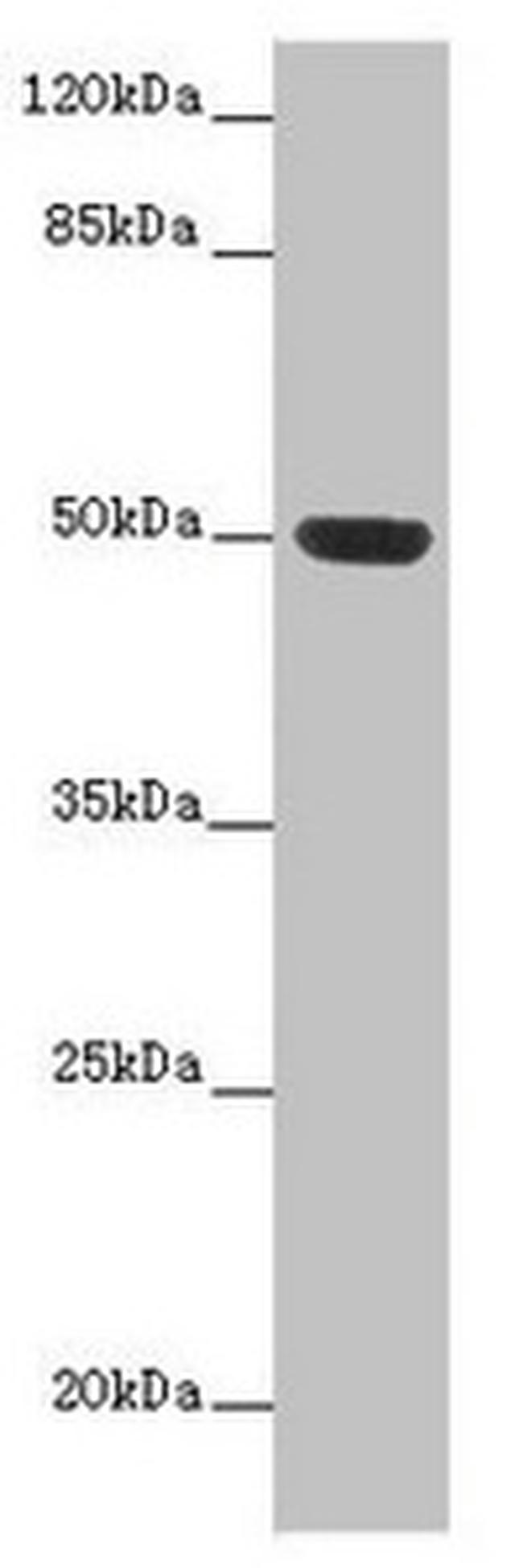 HTR3D Antibody in Western Blot (WB)