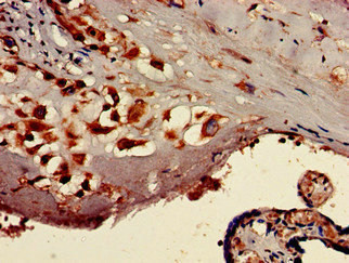 TTC27 Antibody in Immunohistochemistry (Paraffin) (IHC (P))