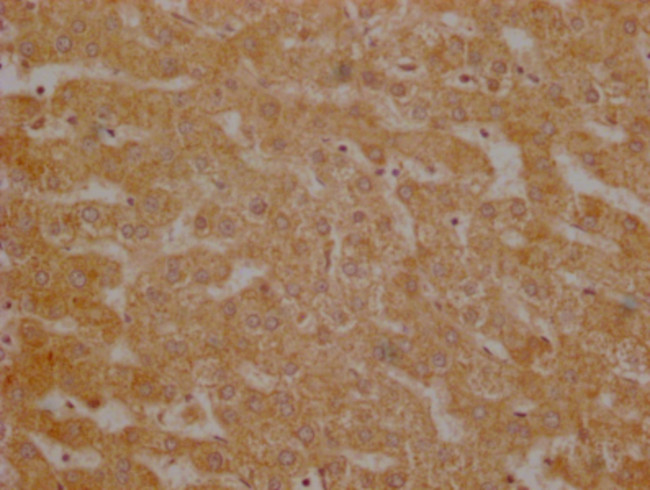 USP30 Antibody in Immunohistochemistry (Paraffin) (IHC (P))