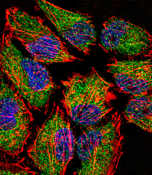 LSD1 Antibody in Immunocytochemistry (ICC/IF)