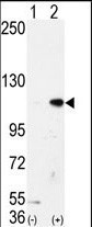 LSD1 Antibody in Western Blot (WB)