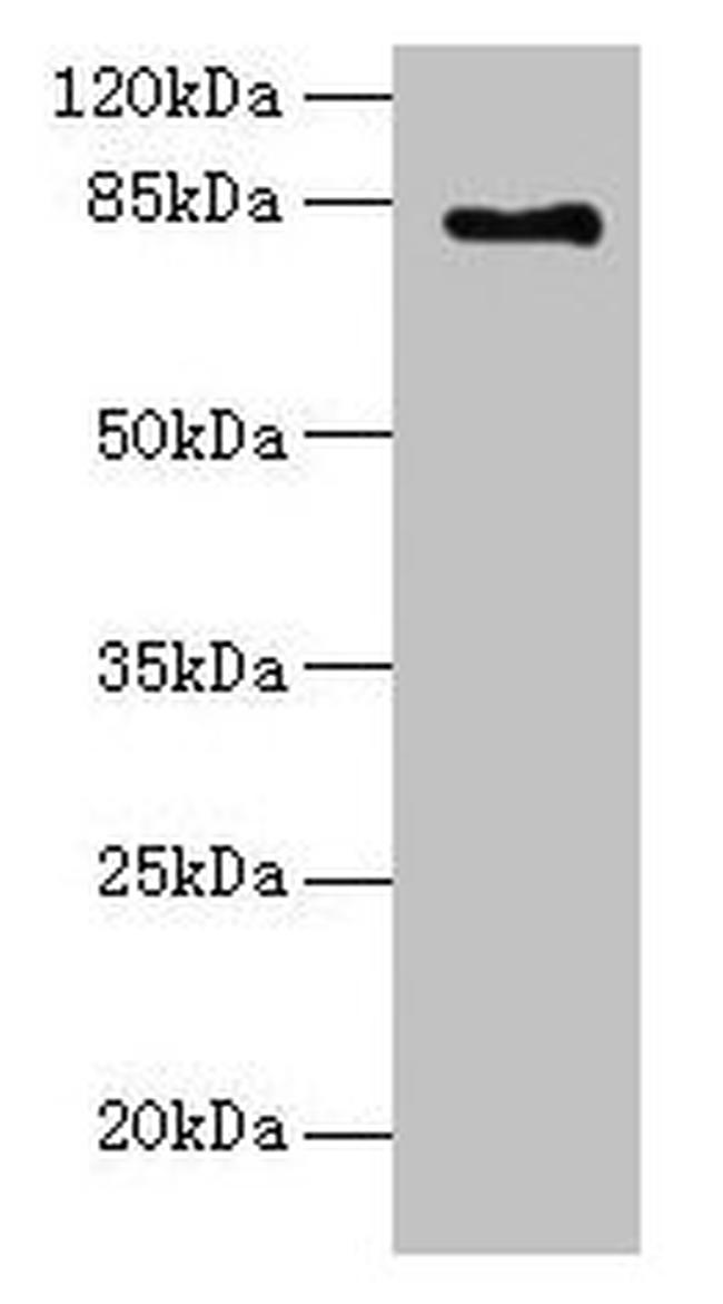 LCA5 Antibody in Western Blot (WB)