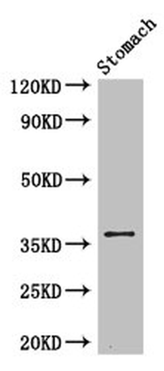 PIM3 Antibody in Western Blot (WB)