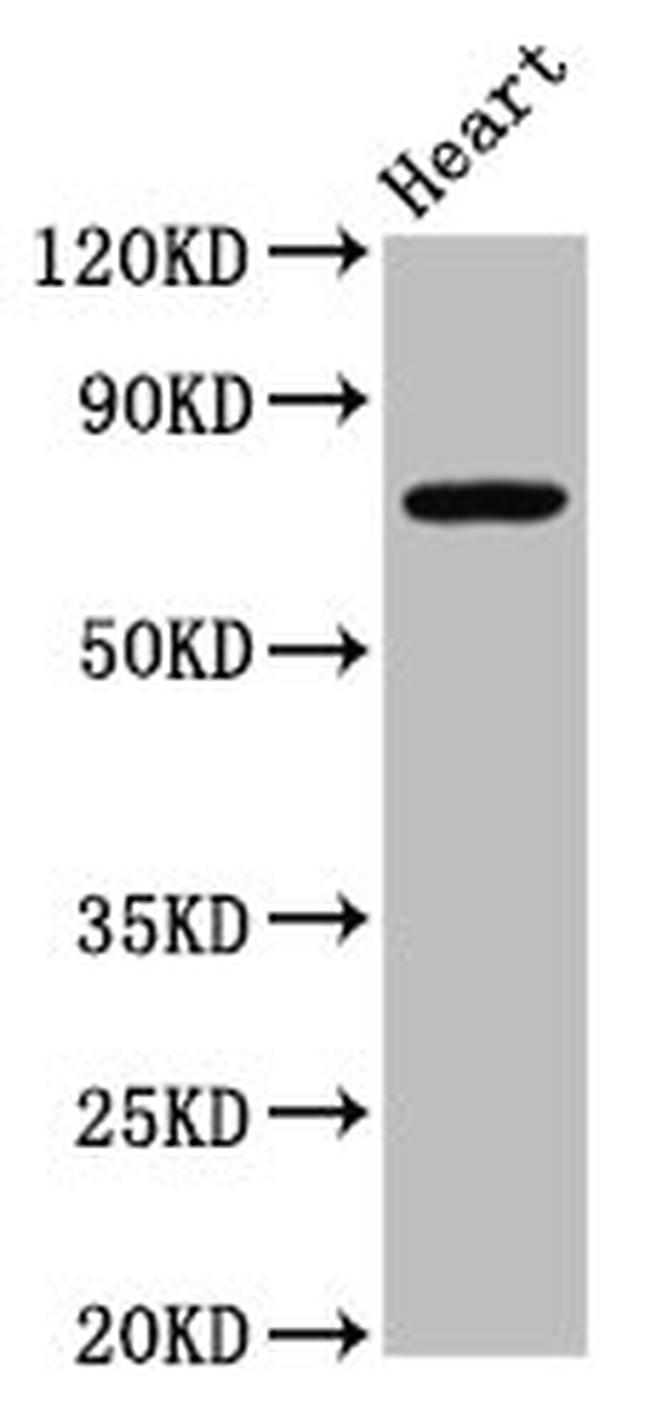 NALP10 Antibody in Western Blot (WB)