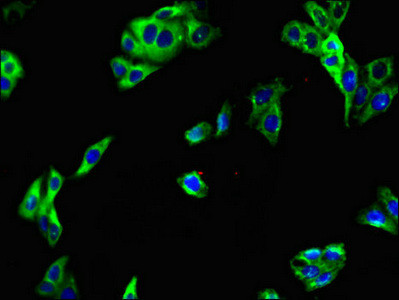 LRRTM4 Antibody in Immunocytochemistry (ICC/IF)