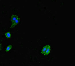 Allergin 1 Antibody in Immunocytochemistry (ICC/IF)