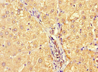 Allergin 1 Antibody in Immunohistochemistry (Paraffin) (IHC (P))