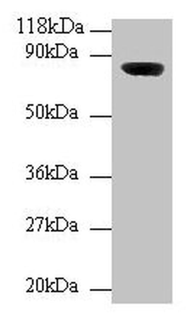 WDPCP Antibody in Western Blot (WB)