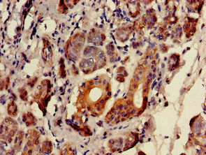 SULF2 Antibody in Immunohistochemistry (Paraffin) (IHC (P))