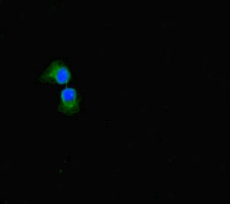 SULF1 Antibody in Immunocytochemistry (ICC/IF)