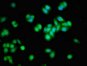 APOBEC3F Antibody in Immunocytochemistry (ICC/IF)