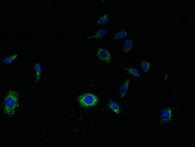 SVOPL Antibody in Immunocytochemistry (ICC/IF)