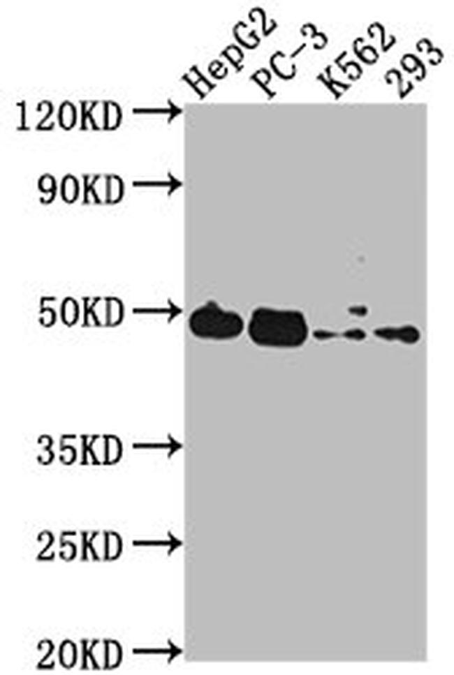 POGLUT1 Antibody in Western Blot (WB)