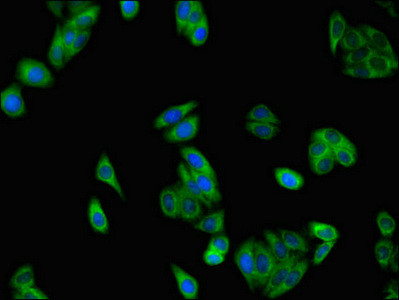 SLC37A2 Antibody in Immunocytochemistry (ICC/IF)