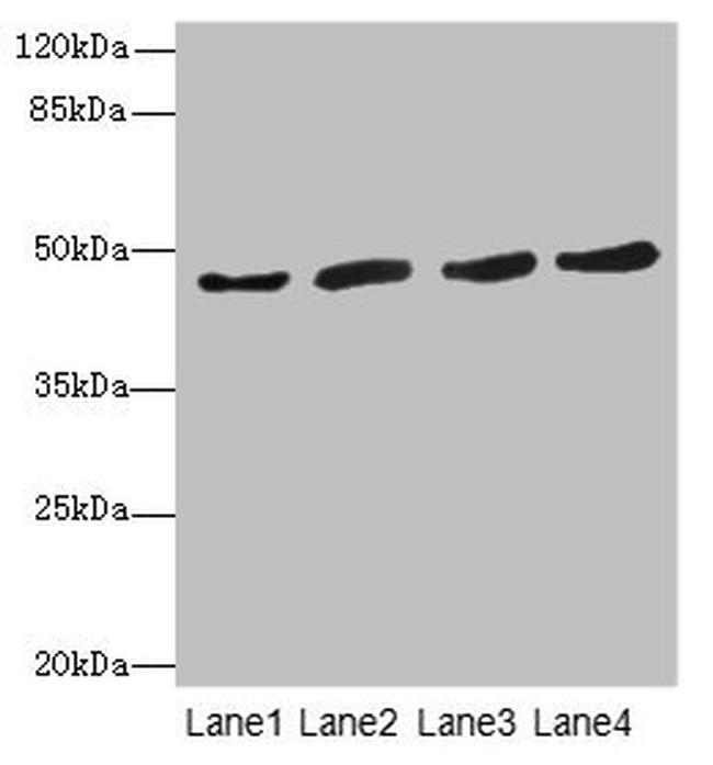 NORE1 Antibody in Western Blot (WB)