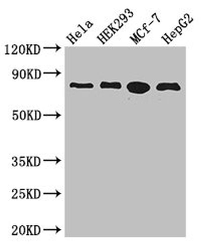 RTF1 Antibody in Western Blot (WB)