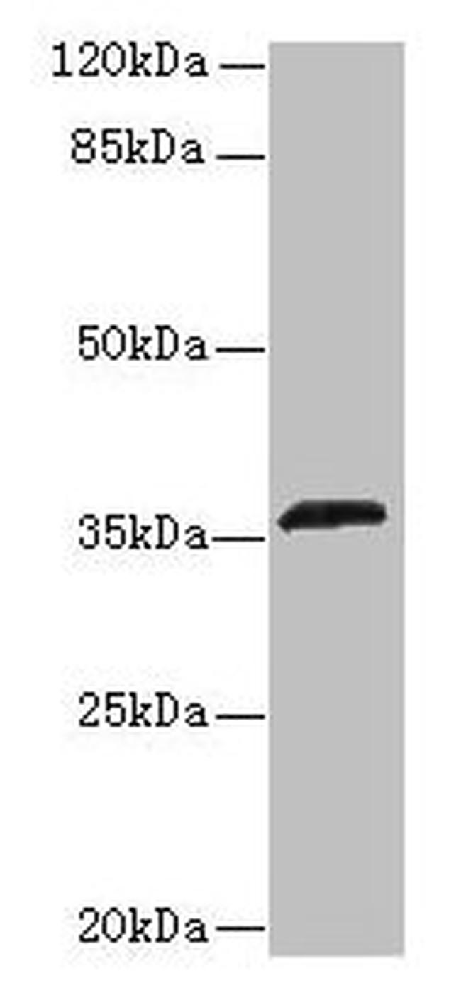 OR2L13 Antibody in Western Blot (WB)