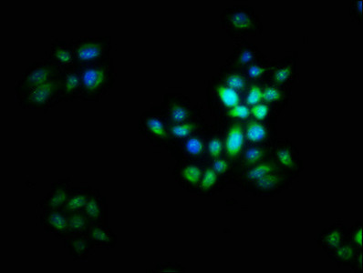 LIX1 Antibody in Immunocytochemistry (ICC/IF)