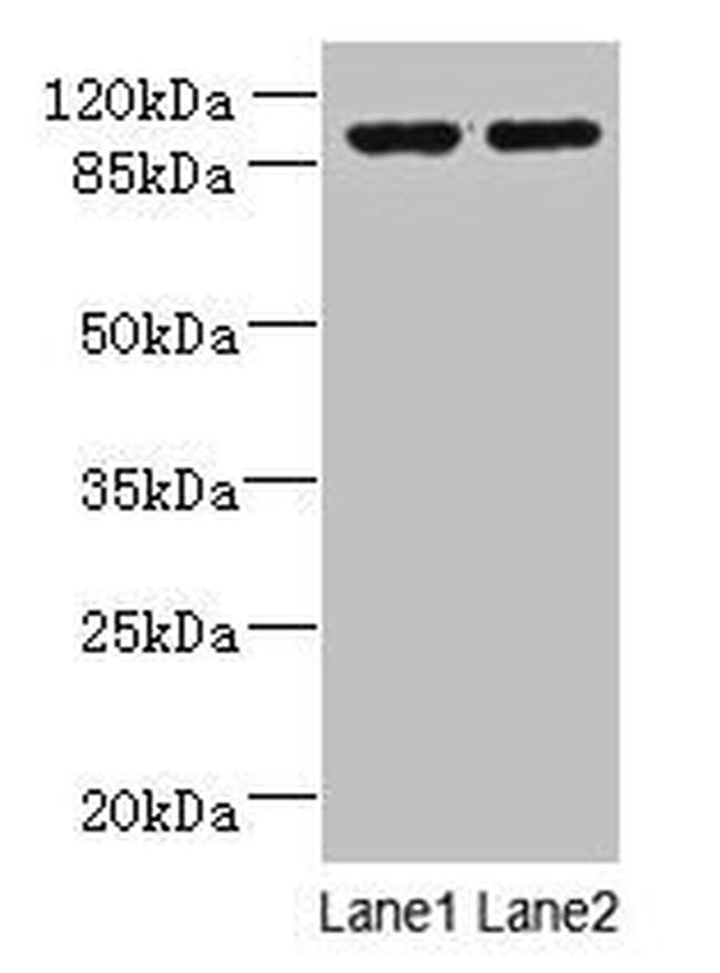 EFHB Antibody in Western Blot (WB)