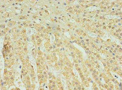 C2orf15 Antibody in Immunohistochemistry (Paraffin) (IHC (P))