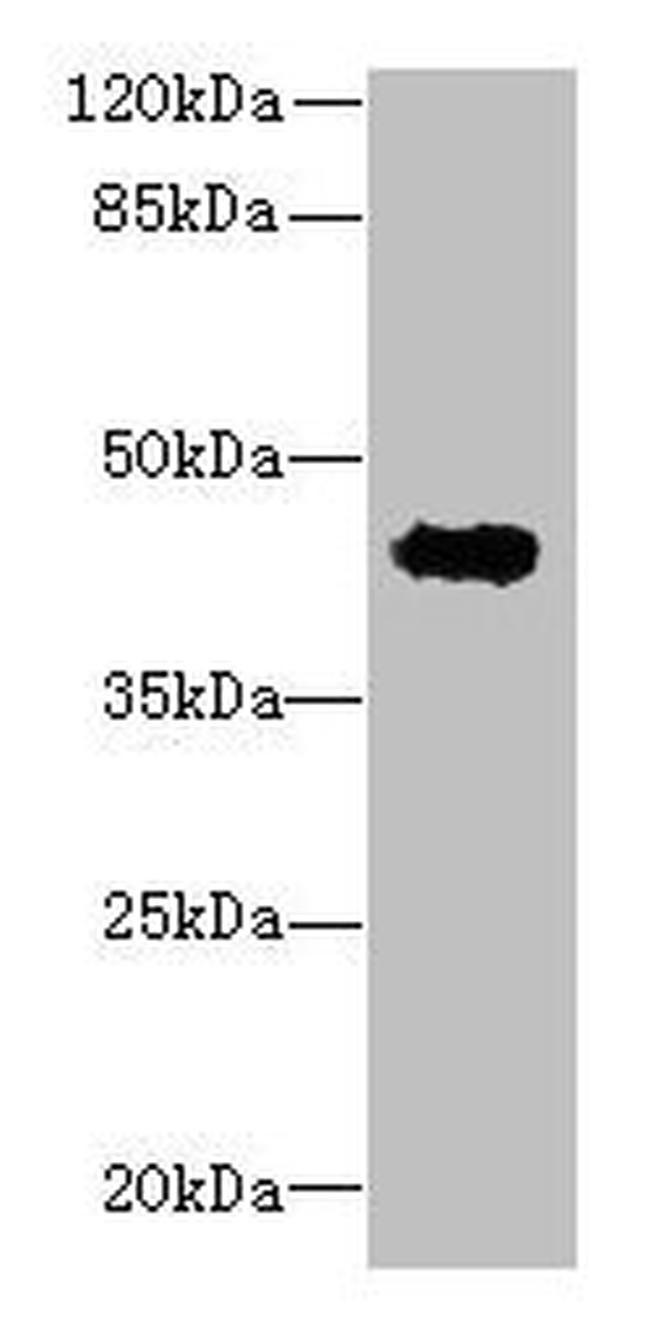 RPUSD4 Antibody in Western Blot (WB)