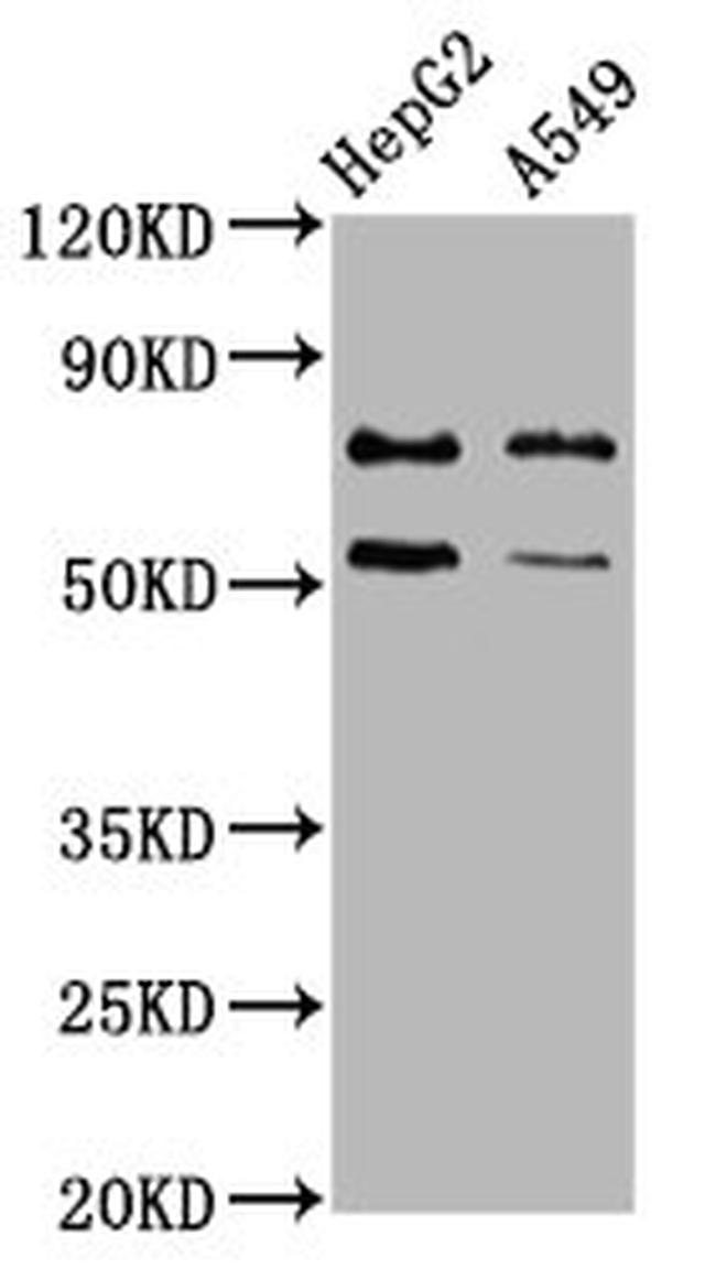 ACRC Antibody in Western Blot (WB)