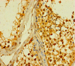 PLD6 Antibody in Immunohistochemistry (Paraffin) (IHC (P))