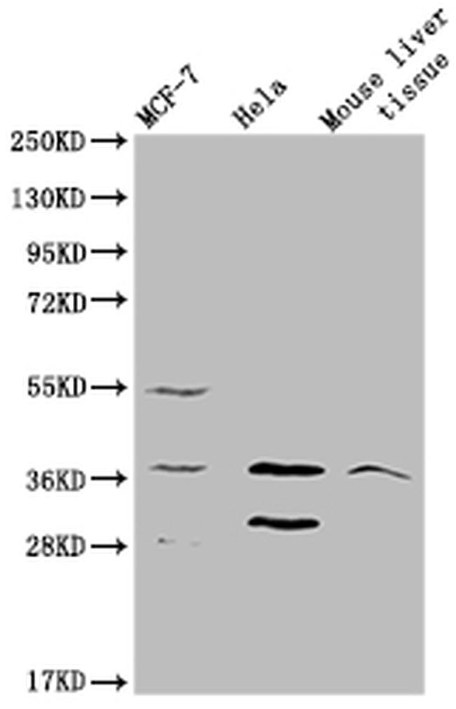 MRGPRX2 Antibody in Western Blot (WB)