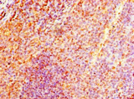 NMNAT3 Antibody in Immunohistochemistry (Paraffin) (IHC (P))