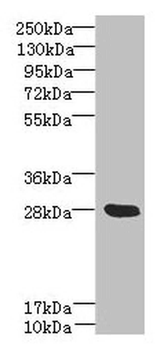 YIPF5 Antibody in Western Blot (WB)