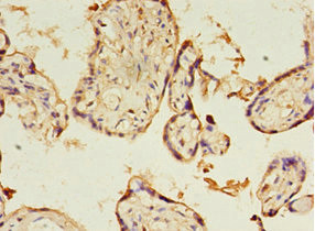 KIAA1191 Antibody in Immunohistochemistry (Paraffin) (IHC (P))