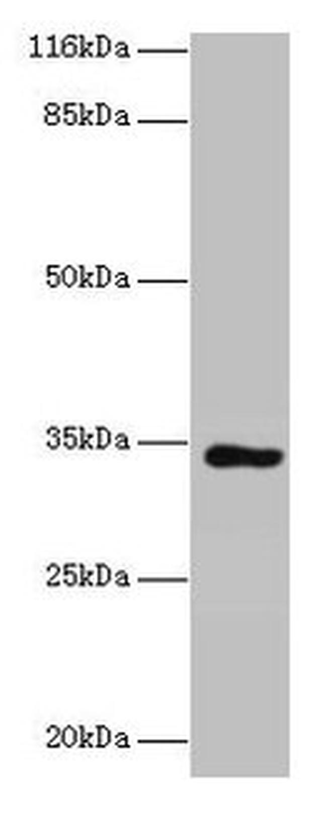 KIAA1191 Antibody in Western Blot (WB)